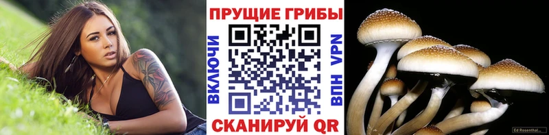 Купить где  Боготол  Псилоцибиновые грибы GOLDEN TEACHER 